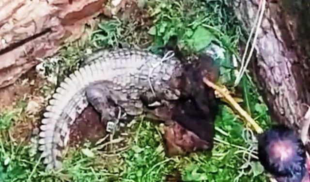 crocodile enters in village in kurabad udaipur