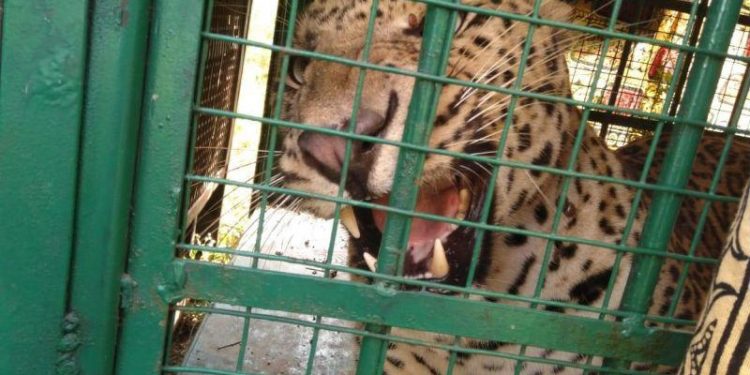 man eater panther caught by forest team udaipur