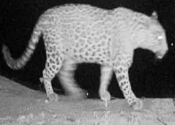 maneater panther in udaipur forest team continuously trying to catch him