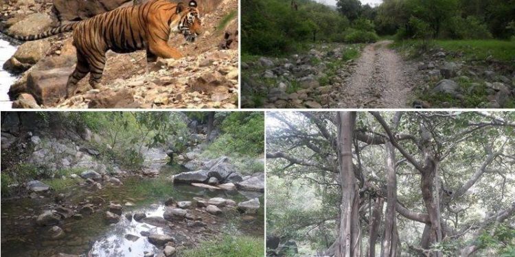 ntca formed a committee for assessment of kumbhalgarh sanctuary as tiger reserve