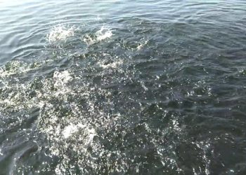 फतेहसागर में मछलियों की तैराकी प्रतियोगिता ! देखें वीडियो..