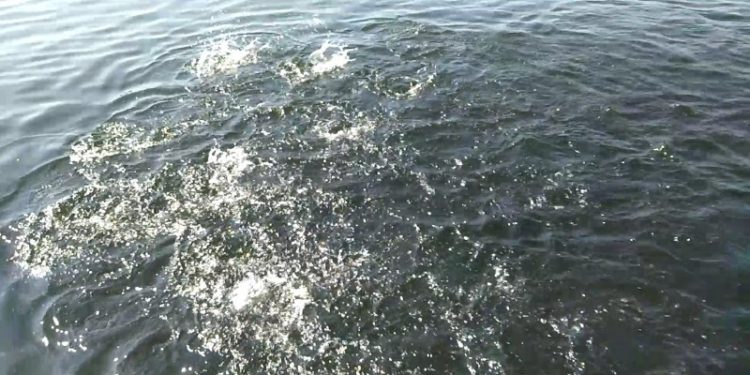 फतेहसागर में मछलियों की तैराकी प्रतियोगिता ! देखें वीडियो..