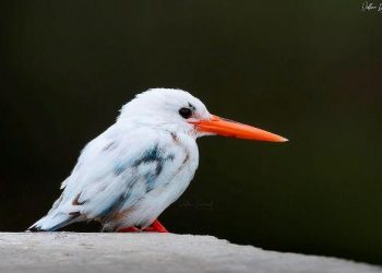 leucistic kingfisher bird sightings in udaipur first time in india