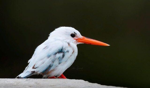 leucistic kingfisher bird sightings in udaipur first time in india