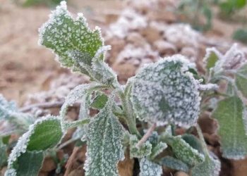 Udaipur temperature at 2.6 degrees celsius and sikar coldest in state at minus 4 degree