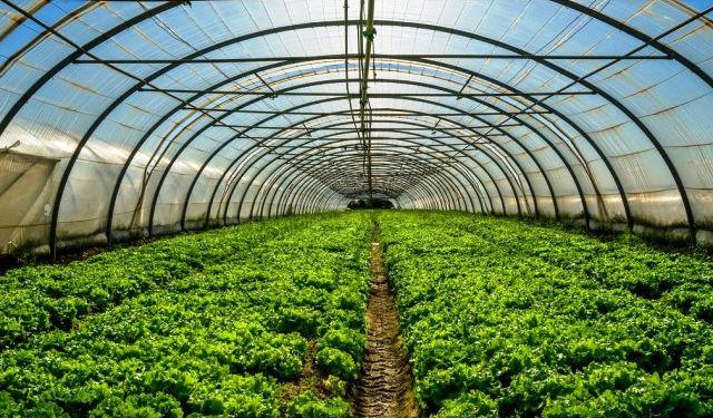 rajasthan tribal farmers get more 20 percent grant for green house stablishment