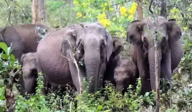 wild elephants trample five people to death in shahdol madhya pradesh