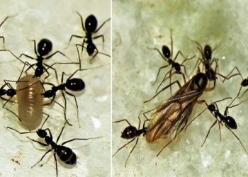 ants behaviour as bioindicator for rain