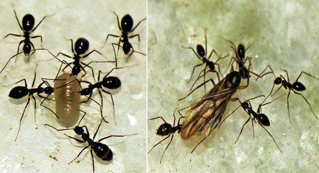 ants behaviour as bioindicator for rain