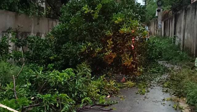 rain with strong wind in Udaipur many trees fell and power cuts