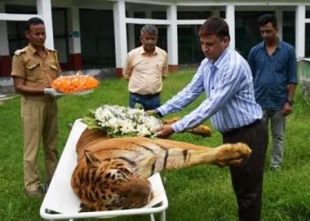 india oldest tiger raja died in kherbari rescue center