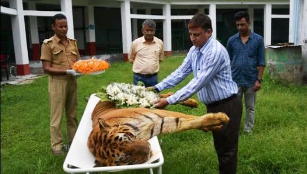 india oldest tiger raja died in kherbari rescue center
