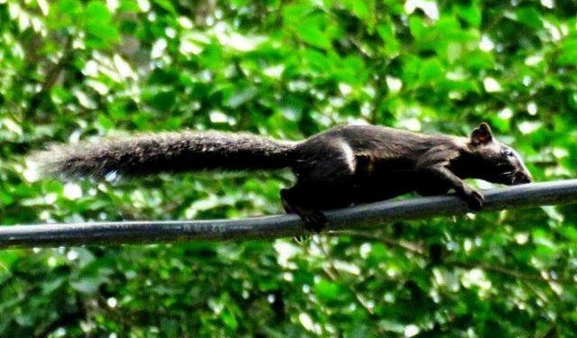 rare black squirrel spotted in sagwara dungarpur first sighting in rajasthan