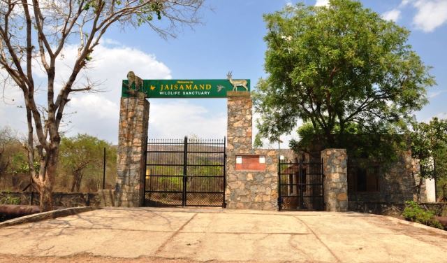 leopard-safari-will-start-in-jaisamand-sanctuary-soon-73th-van-mahotsav-celebration-in-udaipur