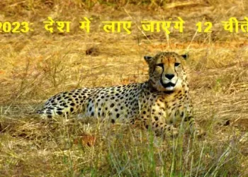 12 cheetahs are to be flown from South Africa to India in february