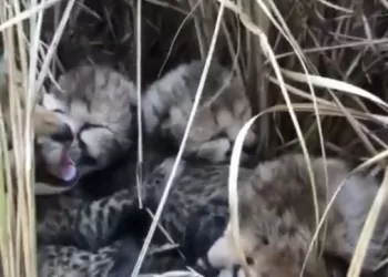 cheetah give birth four cub in kuno national park