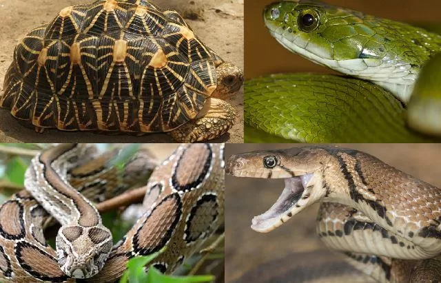 cza-approved-nocturnal-house-and-reptile-house-of-sajjangarh-biological-park-udaipur