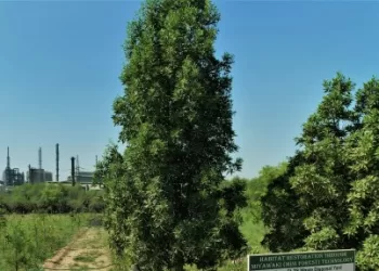 hindustan zinc plantation with miyawaki technique