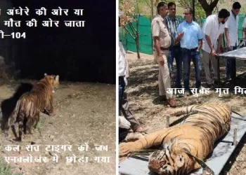 Tiger 104 found dead in sajjangarh biological park after 10 hours of shifting from ranthambore reserve -1