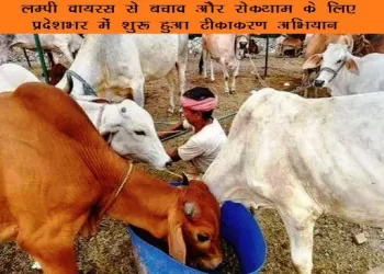 lumpy virus vaccination campaign starts in rajasthan