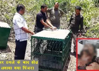 man killed by panther in lasadiya udaipur