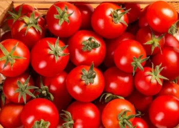 400kg tomato stolen in pune maharashtra