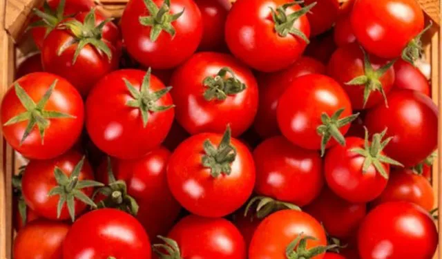 400kg tomato stolen in pune maharashtra
