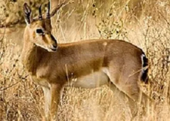 chinkara