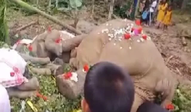 Three elephants died in Kamrup