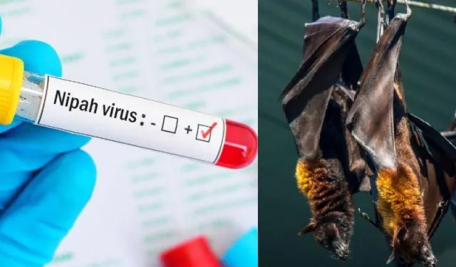 two died due to nipah virus in kerala - Copy