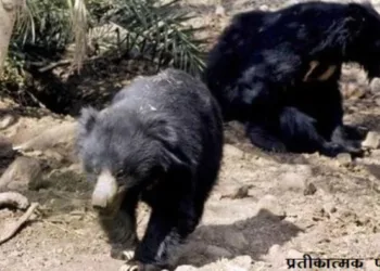 man vs wild bears attacks on man in sayra udaipur