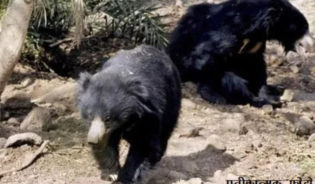 man vs wild bears attacks on man in sayra udaipur