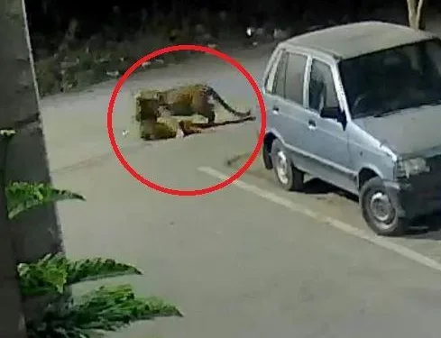 panther hunts street dog in residensial colony pratapnagar udaipur