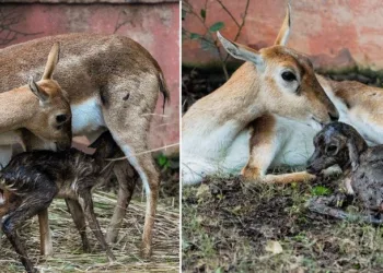 black deer birth two cubs in Keoladeo national bird sanctuary bharatpur after two decades