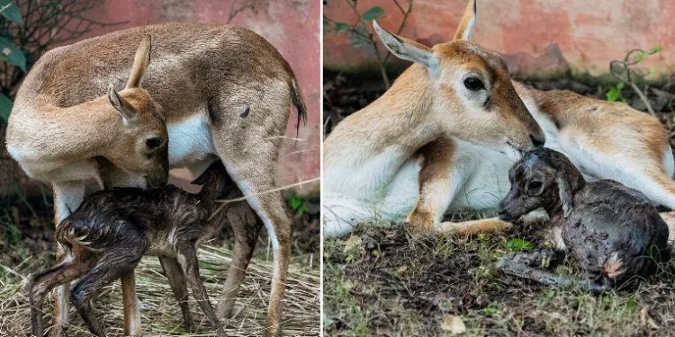 black deer birth two cubs in Keoladeo national bird sanctuary bharatpur after two decades