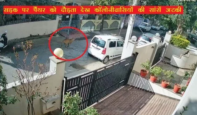 panther movement in residential colony of udaipur city