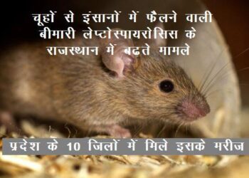leptospirosis case in rajasthan