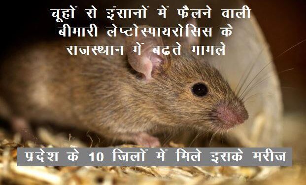 leptospirosis case in rajasthan