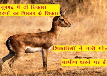 chinkara deer shot dead hunted by hunters in anupgarh rajasthan