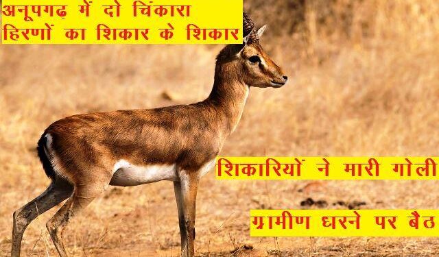 chinkara deer shot dead hunted by hunters in anupgarh rajasthan