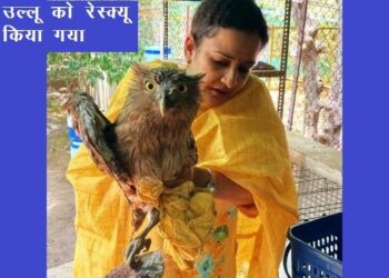 udaipur owl killing for tantrik rituals. ngo rescue that owl in gogunda
