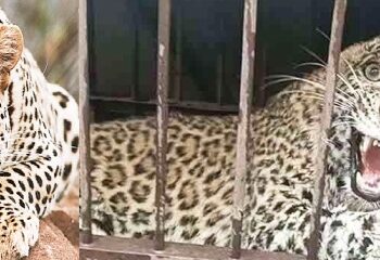 wild animals attacks in wildlife sanctuaries in Rajasthan in last five years