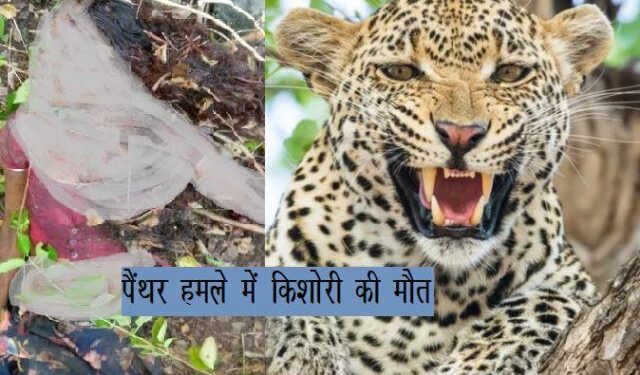 16 year old girl killed by panther in udaipur, panther attack in udaipur maneater panther in udaipur