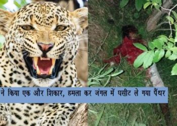 maneater panther killed man in gogunda udaipur two person killed by panther in 24 hours in udaipur