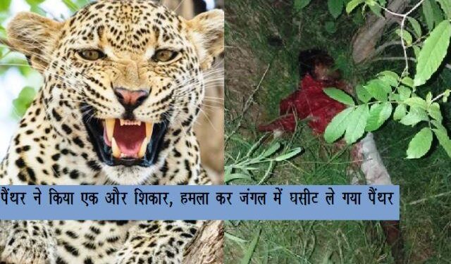maneater panther killed man in gogunda udaipur two person killed by panther in 24 hours in udaipur