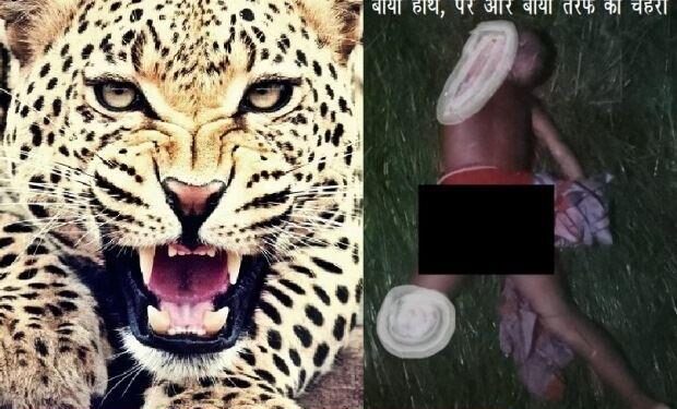 udaipur maneater panther attack in gogunda 5 year old girl killed by panther is this panther fourth hunting