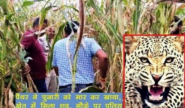 udaipur maneater panther kills temple pujari in badgaon nearby udaipur city maneater leopards sixth human hunt