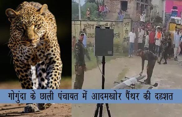 udaipur maneater panther search operation by army drone and forest department