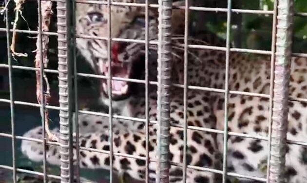 udaipur panther captured by forest department team who killed three villagers