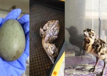 Great Indian Bustard was born through artificial insemination in Jaisalmer
